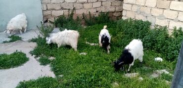 Keçi, çəpiş: Dişi, il: 3, Ətlik, Ünvandan götürmə