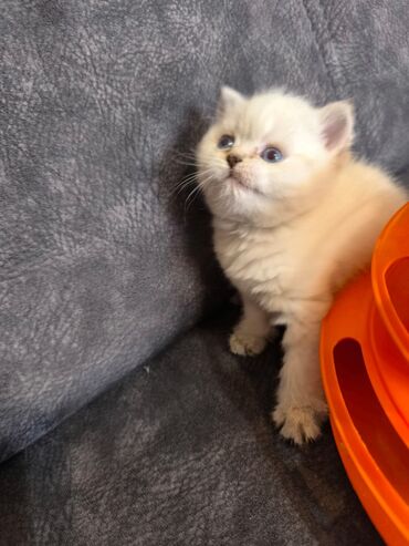 Pişiklər: Britan -da lalafo.az — 16 Pişiklər: Britan — 16