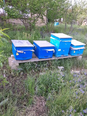 ana arı satışı 2023: Karnika arıları.Cavan analar.8ramkada təzə yeşikdə çox sağlam