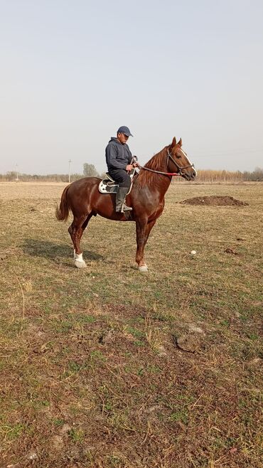 в какой приют можно отдать собаку: Сатам | Байтал | Ат спорту | Жасалма жол менен боозутуу