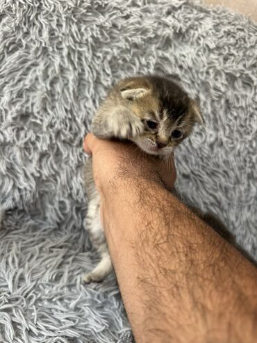 ağ pişik satışı: Yaxşı əllərə