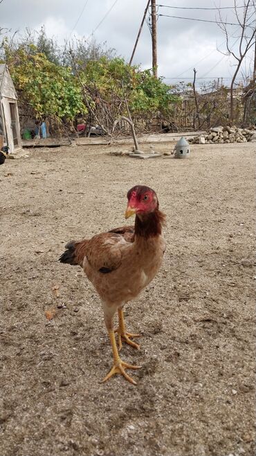 Toyuqlar: 7 aylıq fərədi — 7