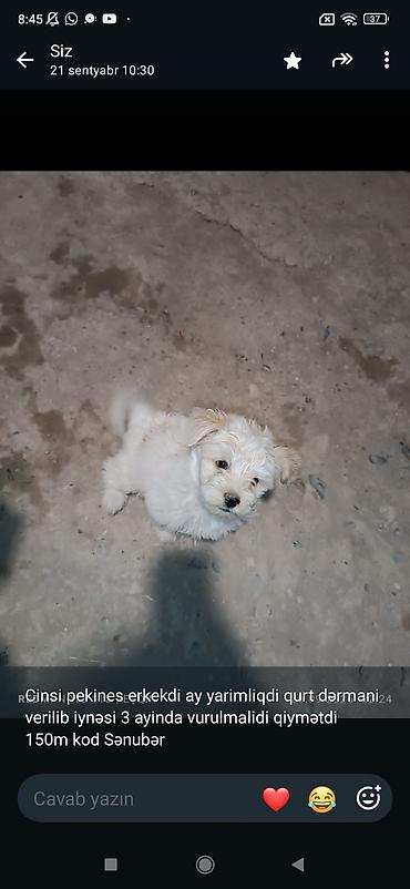 Pekines, 1 ay, Erkək lalafo.az -da Pekines, 1 ay, Erkək