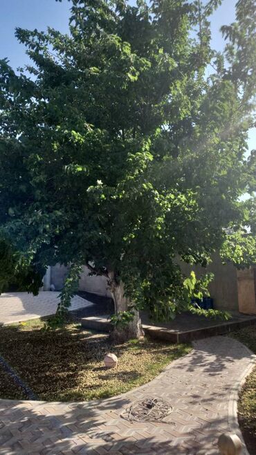 Uzunmüddətli kirayə evlər: 120 kv. m, 4 otaqlı — 15