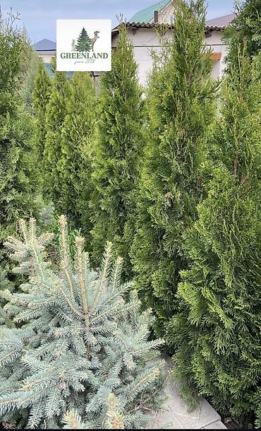 саженцы елки: Продаются декоративные хвойные растения 🌿🌲 -туи от 100 до 300см -ели — 1