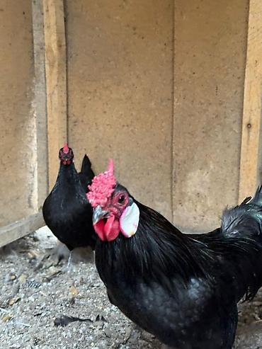 Птицы: Продам карликовых кур бемтамок, Китайский шелк: петушки и курочки — 13