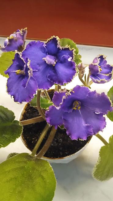 Otaq bitkiləri: Традесканция и др — 25