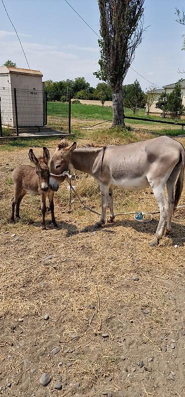 poni at satilir: Məhsul: Eşşək ana-buzağı cütü Təsvir: - Ana eşşək və yanında bala — 4