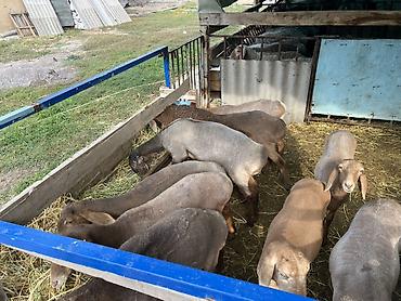 Продам с/х животных: Продаю | Овца (самка) | На забой, Для разведения | Племенные — 3