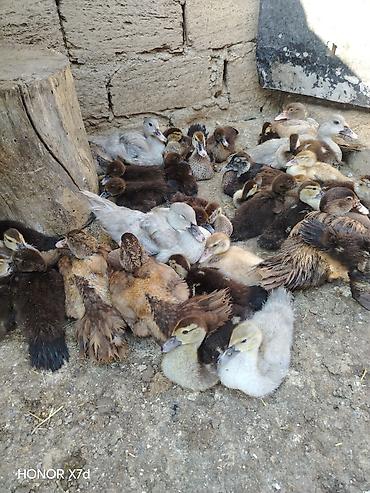 ordek qiymetleri: Lal ördək balalari qara zümrüd krasnadar macar lavanda 7 gündən 3 aya — 7