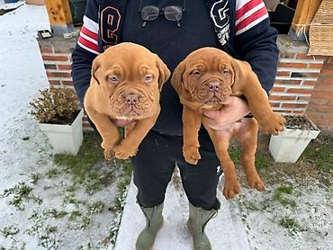 Psi: Na prodaju štenci bordoške doge. Štenci su vrlo kvalitetni i zdravi — 5