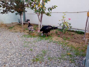 Cücələr: Hinduşka cücələri, Damazlıq — 35