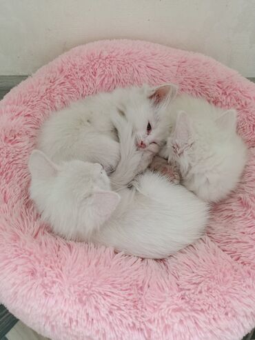 продаю кошек: Кошка даром: Беспородная, 2 месяца, Мальчик