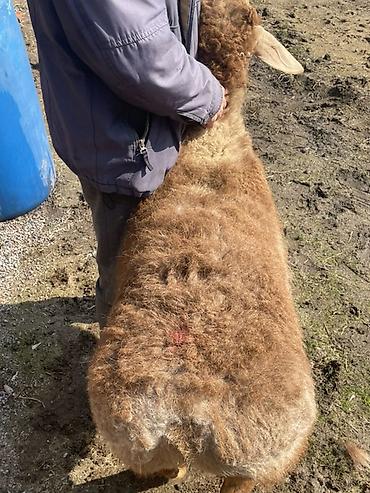 Баран, овца: Продаю | Овца (самка) | Для разведения | Матка — 5