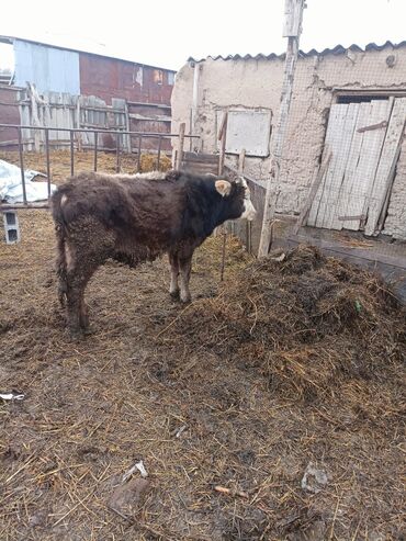 аксессуары для животных: 8 месячный бчок хорошая порода