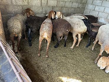 ярок: Продаю | Овца (самка), Ягненок, Баран (самец) | Полукровка, Арашан | Для разведения | Осеменитель, Матка, Ярка — 1