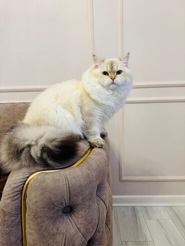 Pişiklər: Britan, Erkək, Cütləşmə üçün — 6