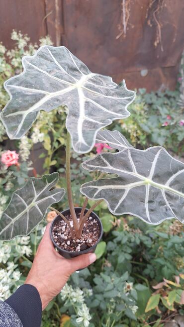 Алоказии: Алоказия ‘Polly’ (Alocasia x amazonica ‘Polly’) в горшке. - Эффектные