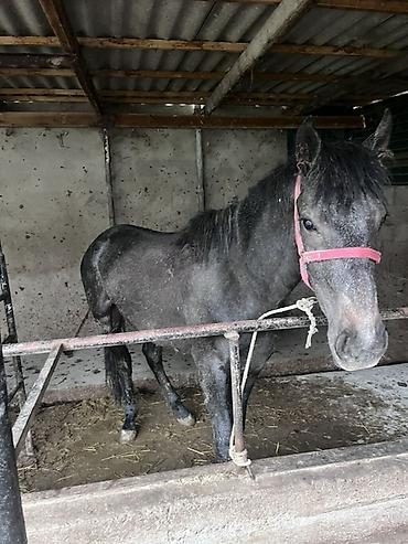 Лошади, кони: Продаю | Конь (самец) | Рабочий — 4