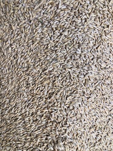 продаю пшеницу: Семена и саженцы Ячменя, Самовывоз