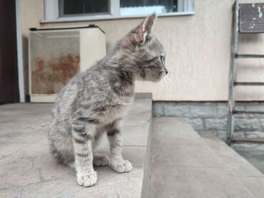 кот британский: Коты