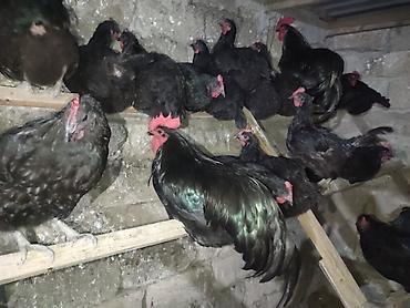 çin aslanı: Toyuq, Yumurtalıq — 3