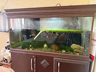 Akvariumlar: Böyük həcmli akvarium komplekti – şkaflı 500_litir su həcimi şüşənin — 3