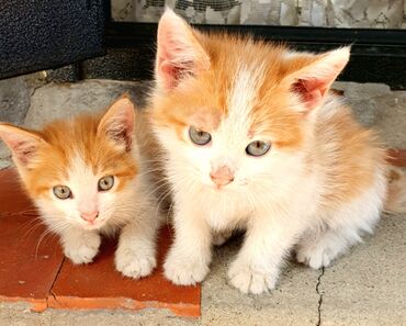 коте: Бесплатно отдам даром миленьких котят в добрые руки. 2 мес. кушают уже