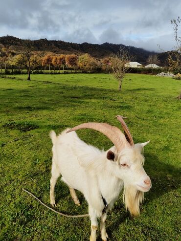Keçi, çəpiş: Sanen keçiləri satılır. Çəkilisdə heç bir effekt istifadə edilməyib — 16