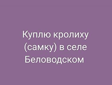 Куплю кролиху (самку) в селе Беловодском. Ищу здоровую половозрелую