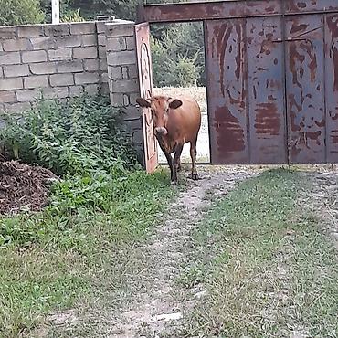 cücə və xoruz təmsil: Süd yönümlü qırmızı rəngdə inək - Yaş: təxmini cavan (şəkillərdə — 1