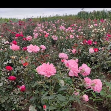 Tinglər: Məhsul: ting və kol bitkiləri (gül və meyvə ağacı tingləri) - Gül -da lalafo.az — 10 Tinglər: Məhsul: ting və kol bitkiləri (gül və meyvə ağacı tingləri) - Gül — 10