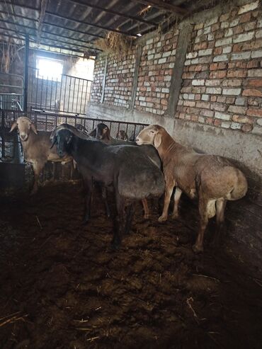 овцы гиссарской породы: Продаю | Баран (самец) | Гиссарская | Для разведения | Племенные