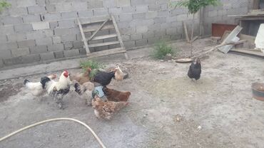 кой сатылат кара балта: Продаю