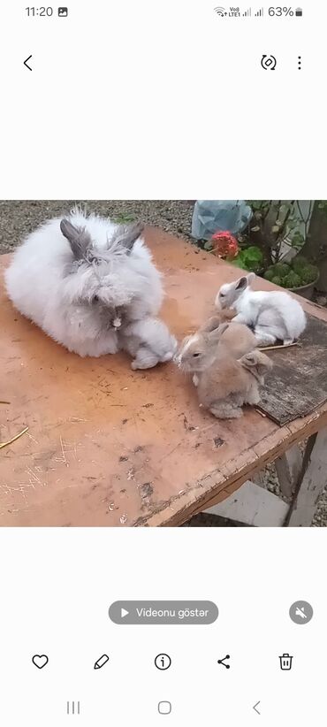 Dovşanlar: Angora tipli tüklü dovşanlar bala 8 manat - Növ: Uzun tüklü (Angora — 1