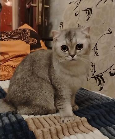 Heyvanlar: Şotland yastı qulaq, Dişi, Yaxşı əllərə, Ünvandan götürmə — 9