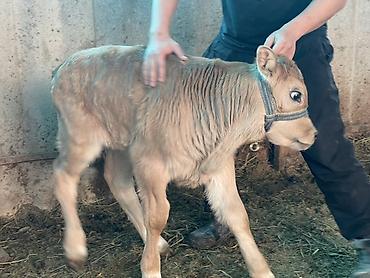 Коровы, быки: Продаю | Музоо, торпок | Полукровка | На откорм | Племенные — 2