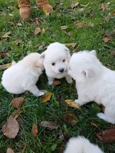 Psi: Nemački špic štenci - majka je naš kućni pas (ima je na slici gde na lalafo.rs — 7 Psi: Nemački špic štenci - majka je naš kućni pas (ima je na slici gde — 7