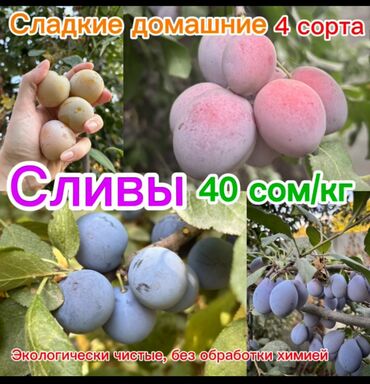 купить набор инструментов для авто бишкек: Свежие домашние сливы разных сортов, выращенные без химической