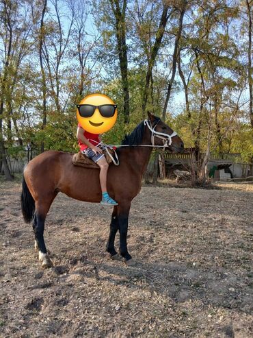 купить рабочую охотничью собаку: Продаю | Жеребец | Конный спорт | Племенные