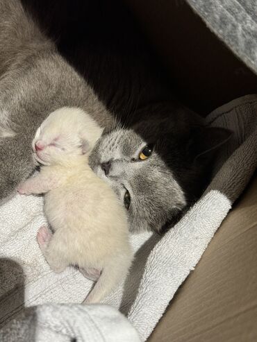 Коты: Британская кошка. Родилась 22.04.24 .
г Бишкек
