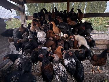 оптом бараны: Продаю | Куры | Домашняя | Для разведения — 3