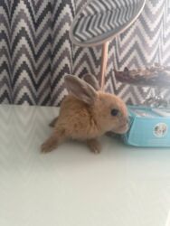 купить декоративные камни для сада: Карликовый кролик, окрас рыжий (теплый беж). Компактный размер