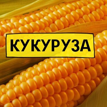 921 объявлений: Принимаем кукурузу в больших объемах.
Представляем полный спектр услу