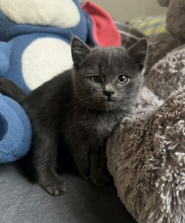 продажа домашних животных: Отдам в добрые руки дымчато‑серый котёнок Характер контактный