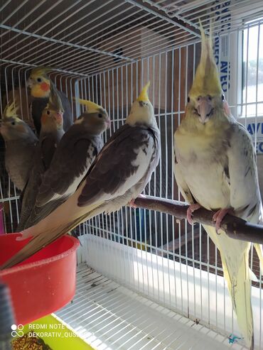 Tutuquşları: Salam bayram endi̇ri̇mləri̇ davam edi̇r . Bi̇ldi̇rmək i̇stərdi̇mki̇ — 9