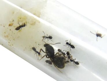Akvariumlar: Qarışqalar