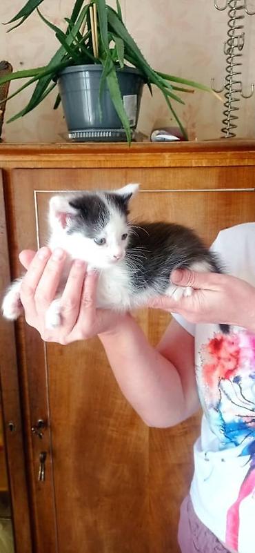 Продажа кошек: Котята, две девочки один мальчик окрасы: бело‑черный и бело‑тигровый — 1