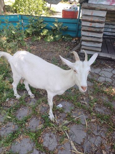 шубу коза: Продаю | Коза (самка), Козлёнок | Для разведения, Для молока