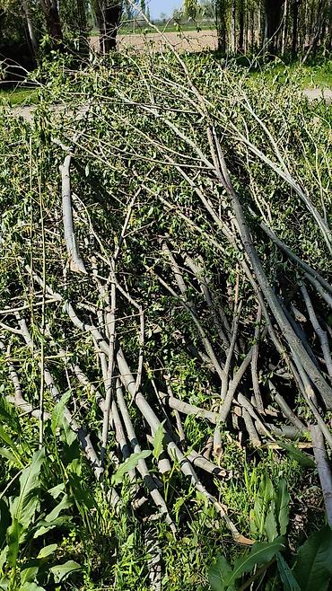 Дрова: Дрова Тополь, Самовывоз — 2